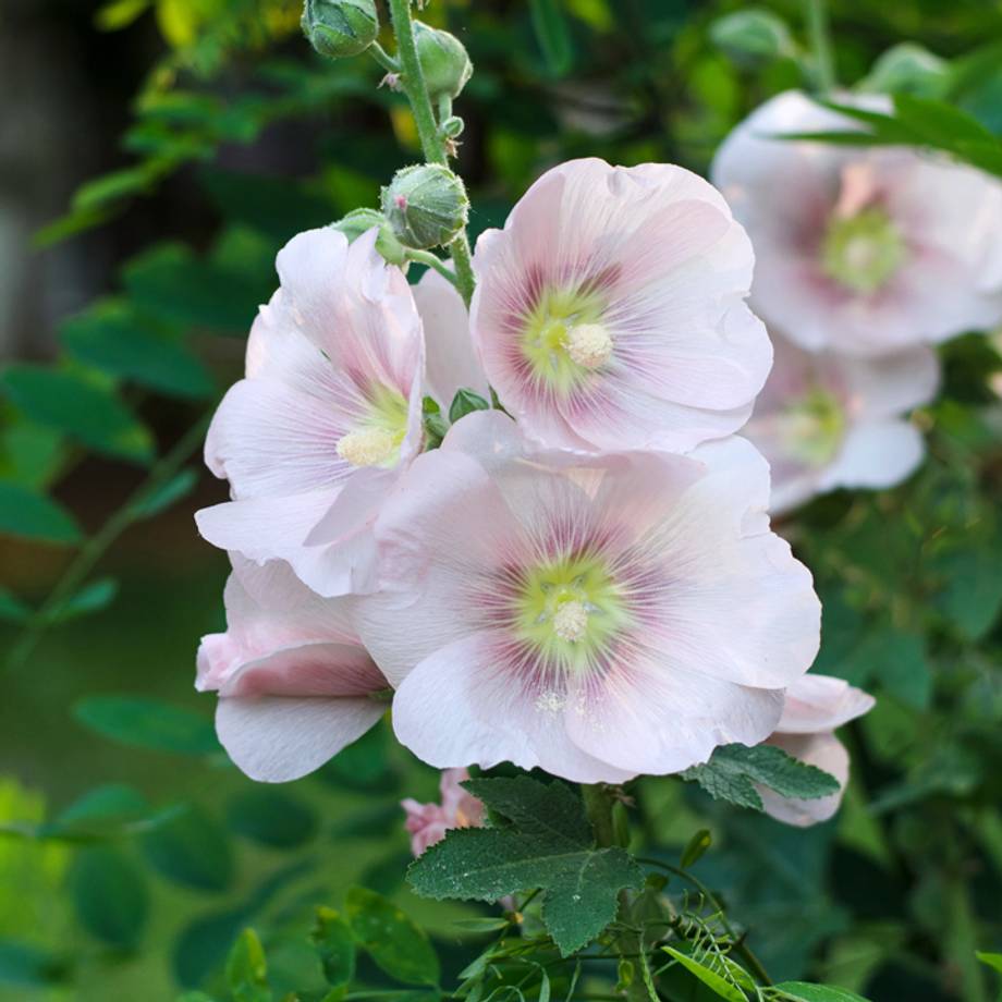 Marshmallow Flower