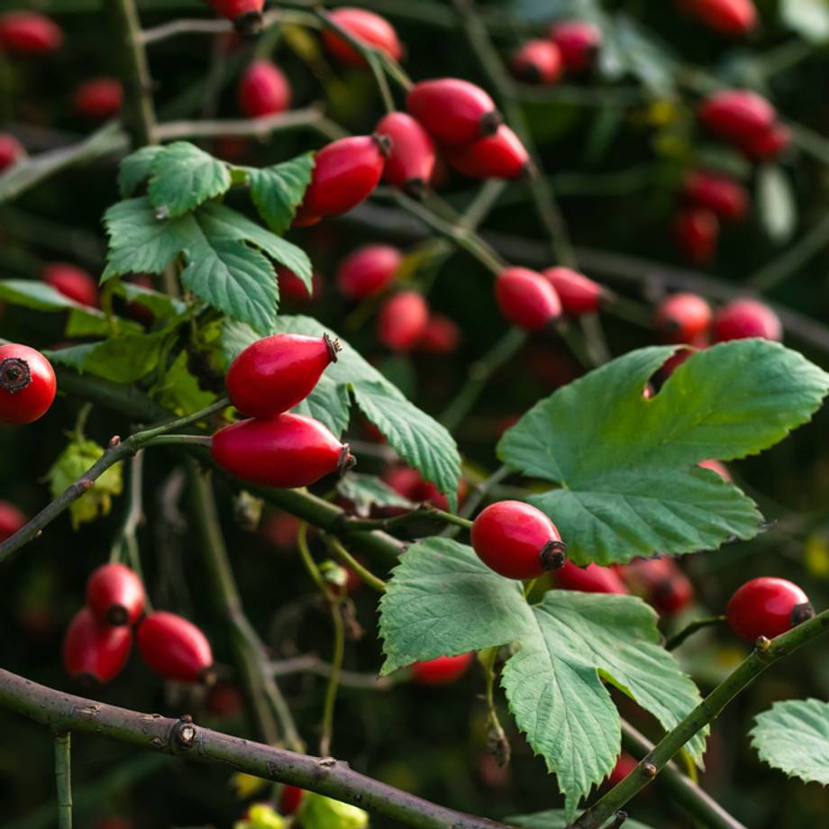 Rose Hips & Leaves on Bush