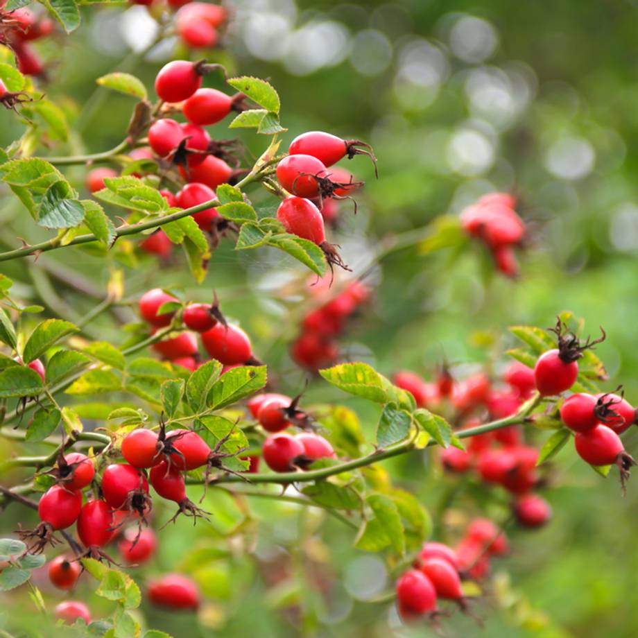 Rose Hips & Leaves on Bush