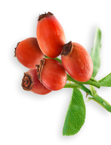 Rose Hips herb