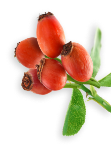 Rose Hips herb