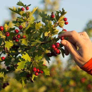 Hawthorn Berries Being Hand Picked
