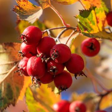 Hawthorn Berries & Leaves