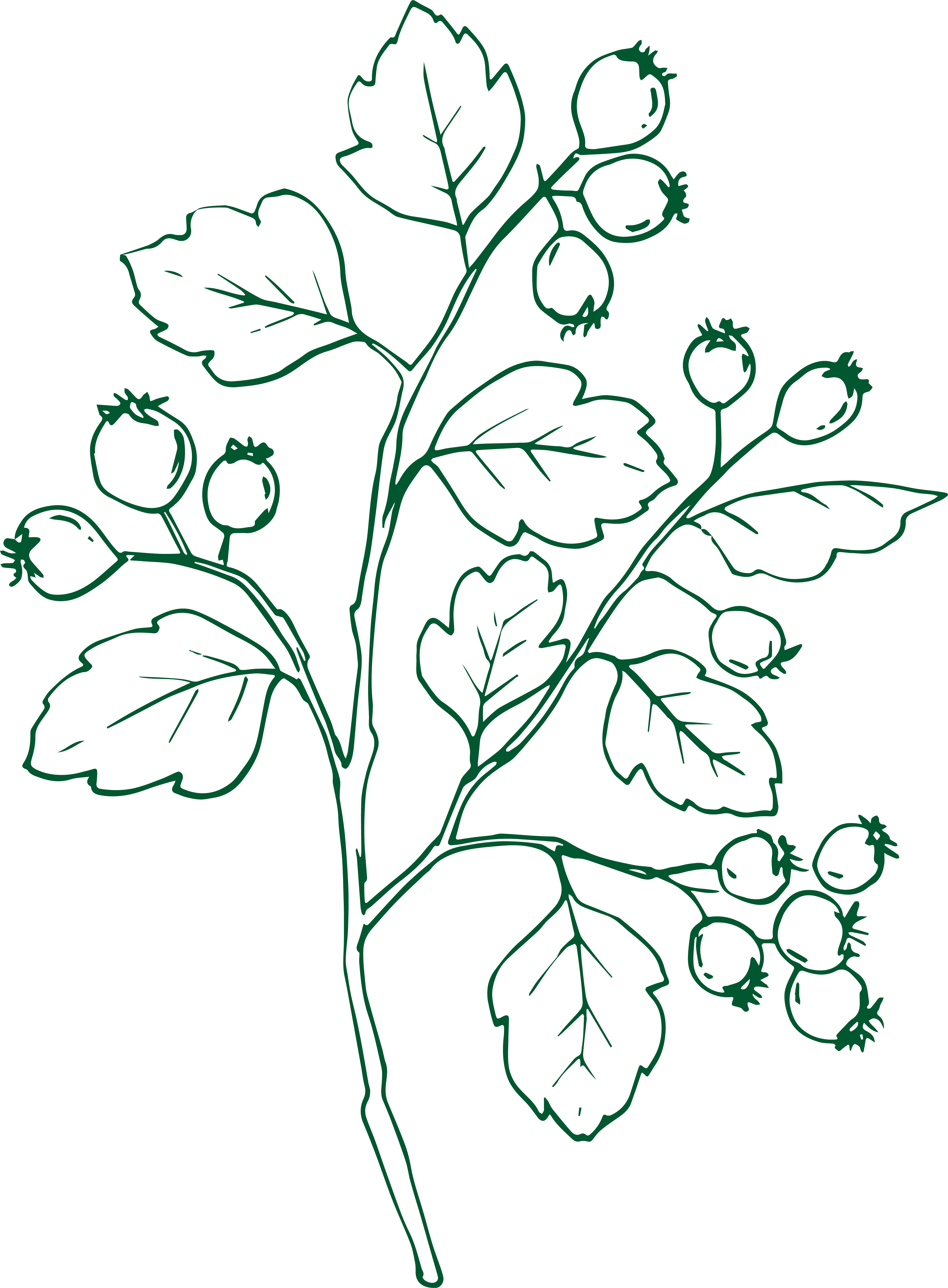 Hawthorn illustration