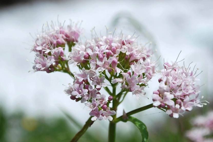 Die blühenden Baldrian-Blüten in der Nahaufnahme