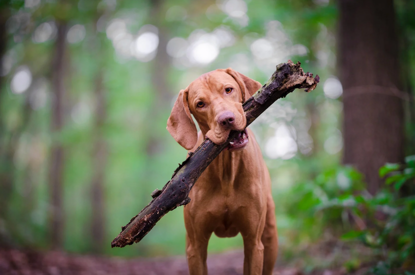 Hund mit Stock