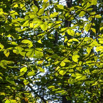 Slippery Elm Tree