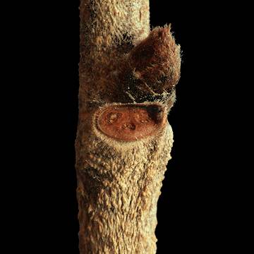 Slippery Elm Bud