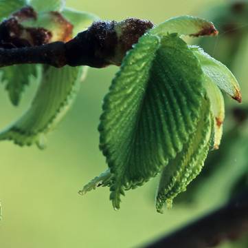 Slippery Elm Leaves