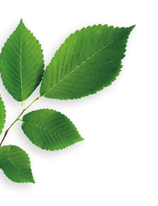 slippery elm herb