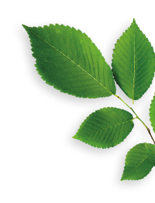 slippery elm herb