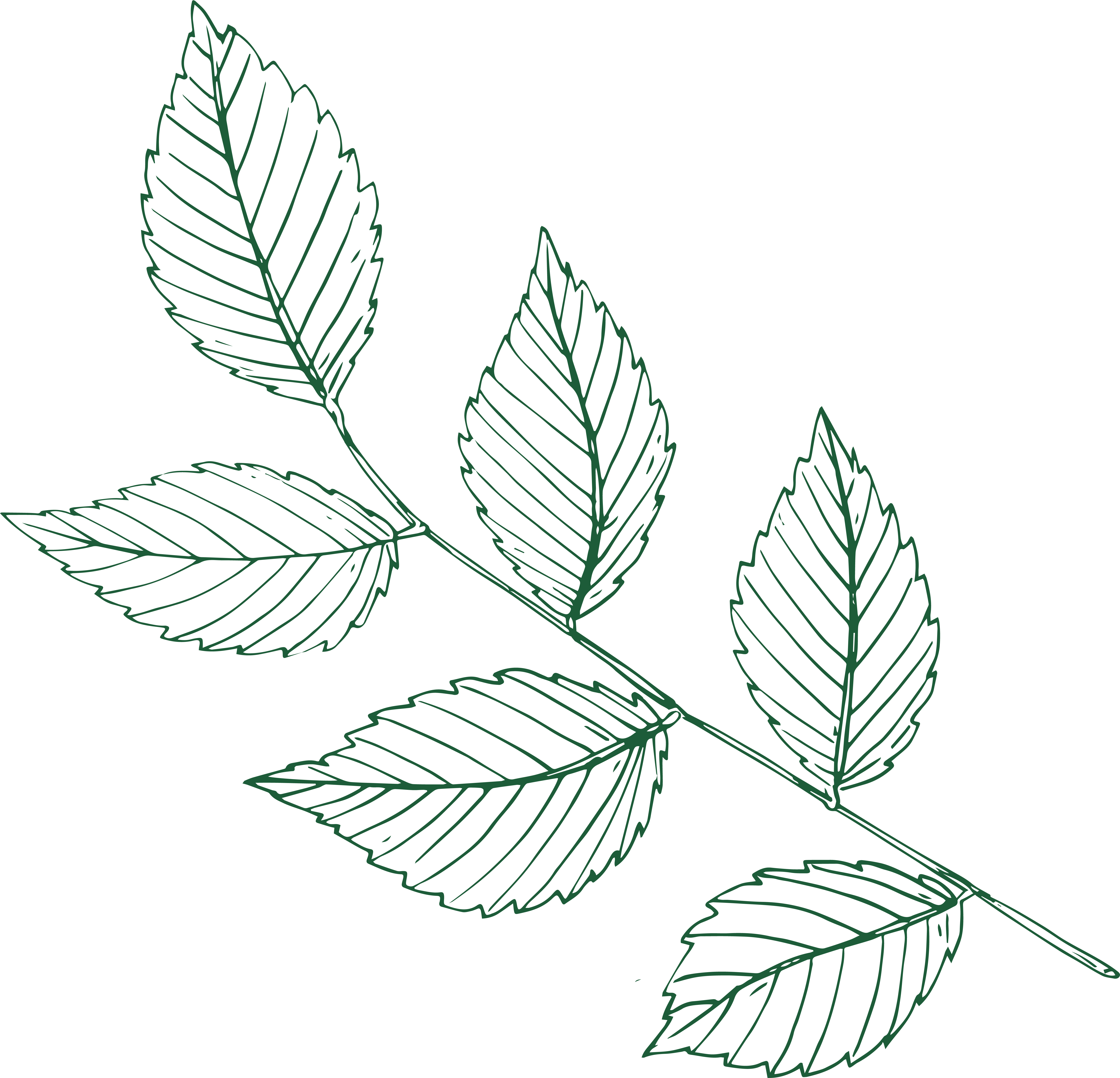 Slippery Elm illustration