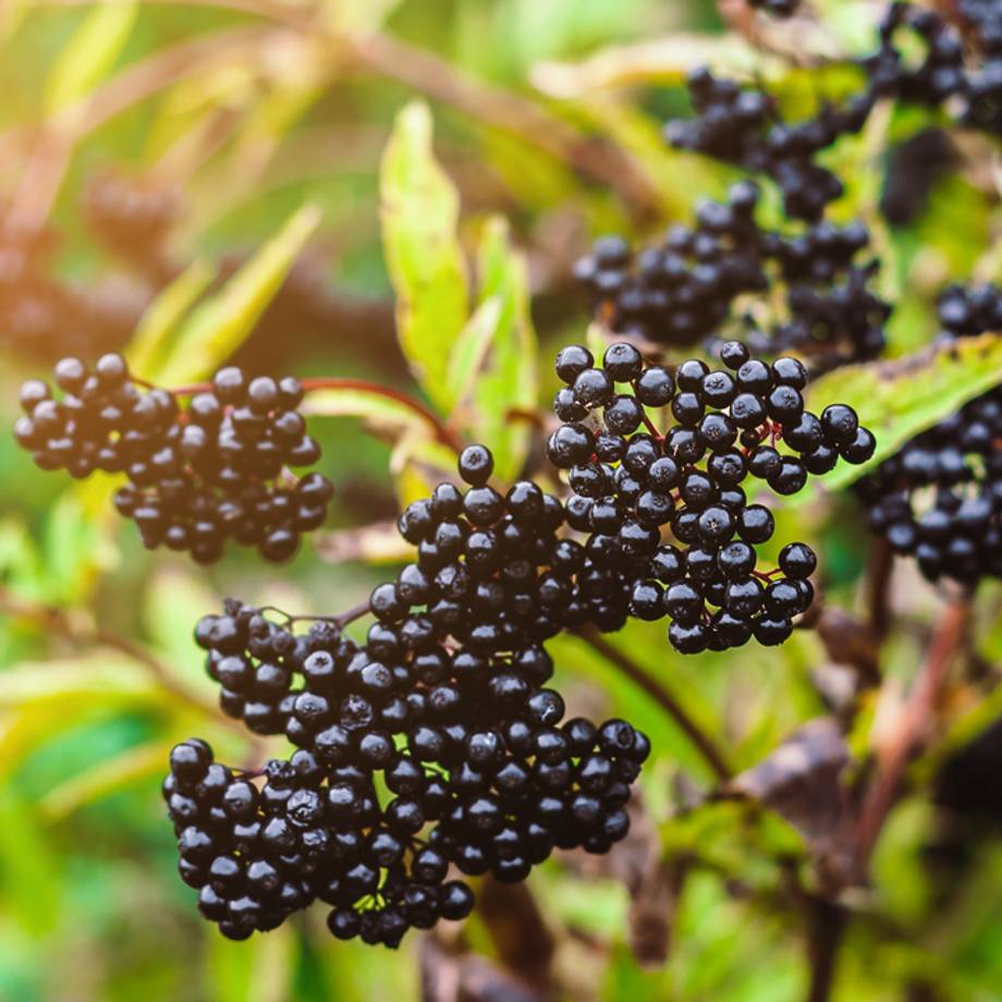 Elder Berries