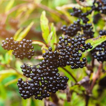 Elder Berries