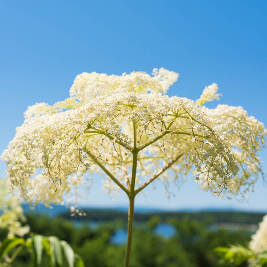 Elder Berries