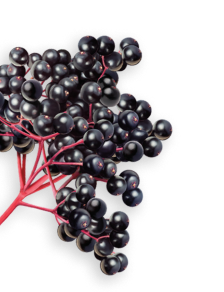 Elderberry herb