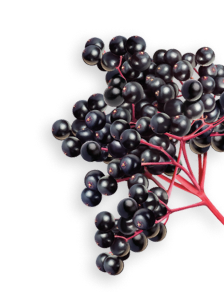 Elderberry herb