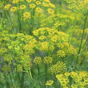 Fennel Growing in a Field