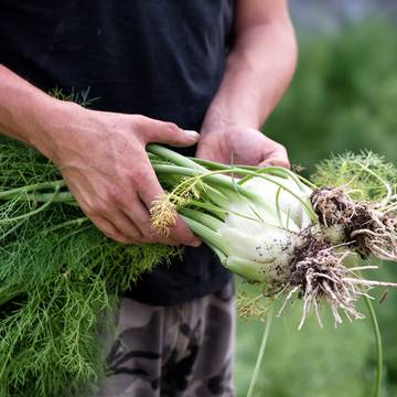 Harvested Fennel Plant being held in hands