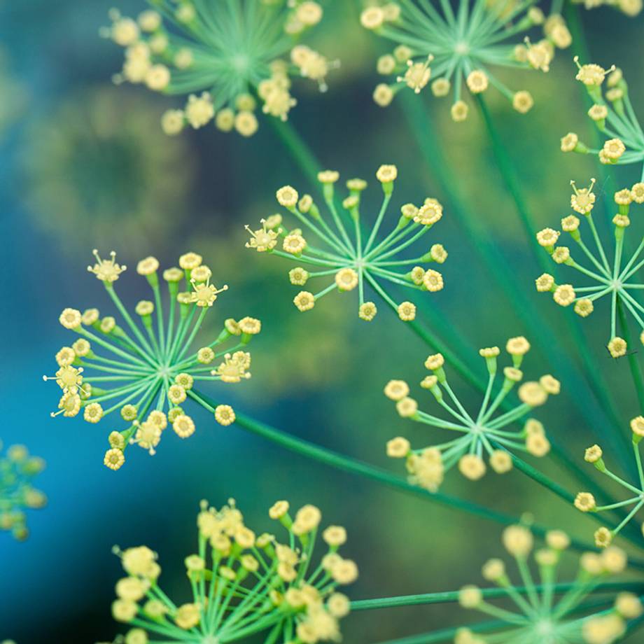 Fennel Growing in a Field