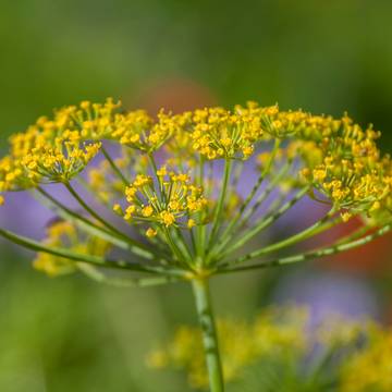 Fennel Flower Close-Up