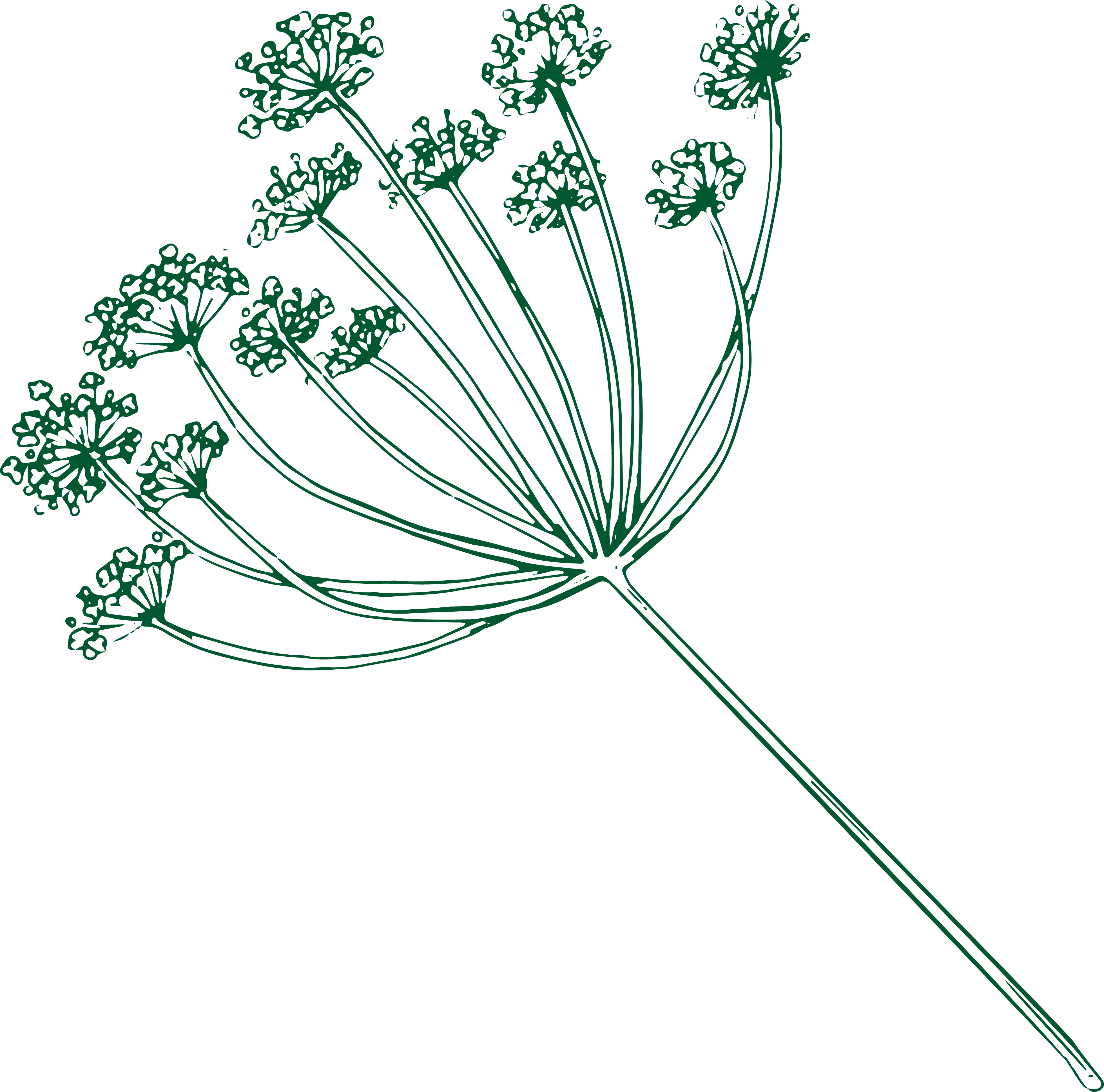 Fennel illustration