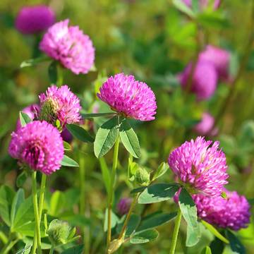 Red Clover Flowers 