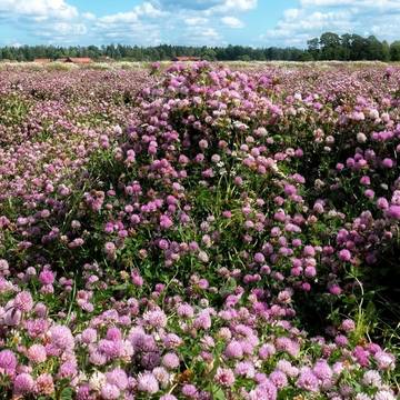 Red Clover Growing in a Field