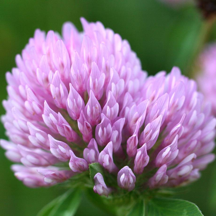 Red Clover Flowers 