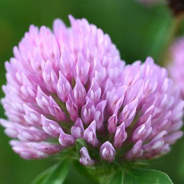 Red Clover Flower Close-Up