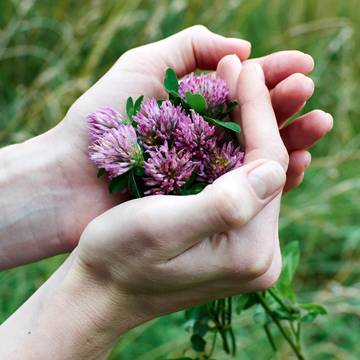 Red Clover Flowers Picked and being held in hands
