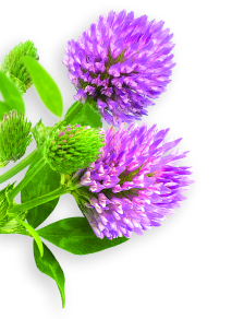 Red clover herb