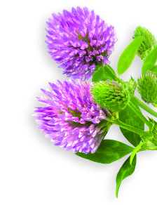 Red clover herb