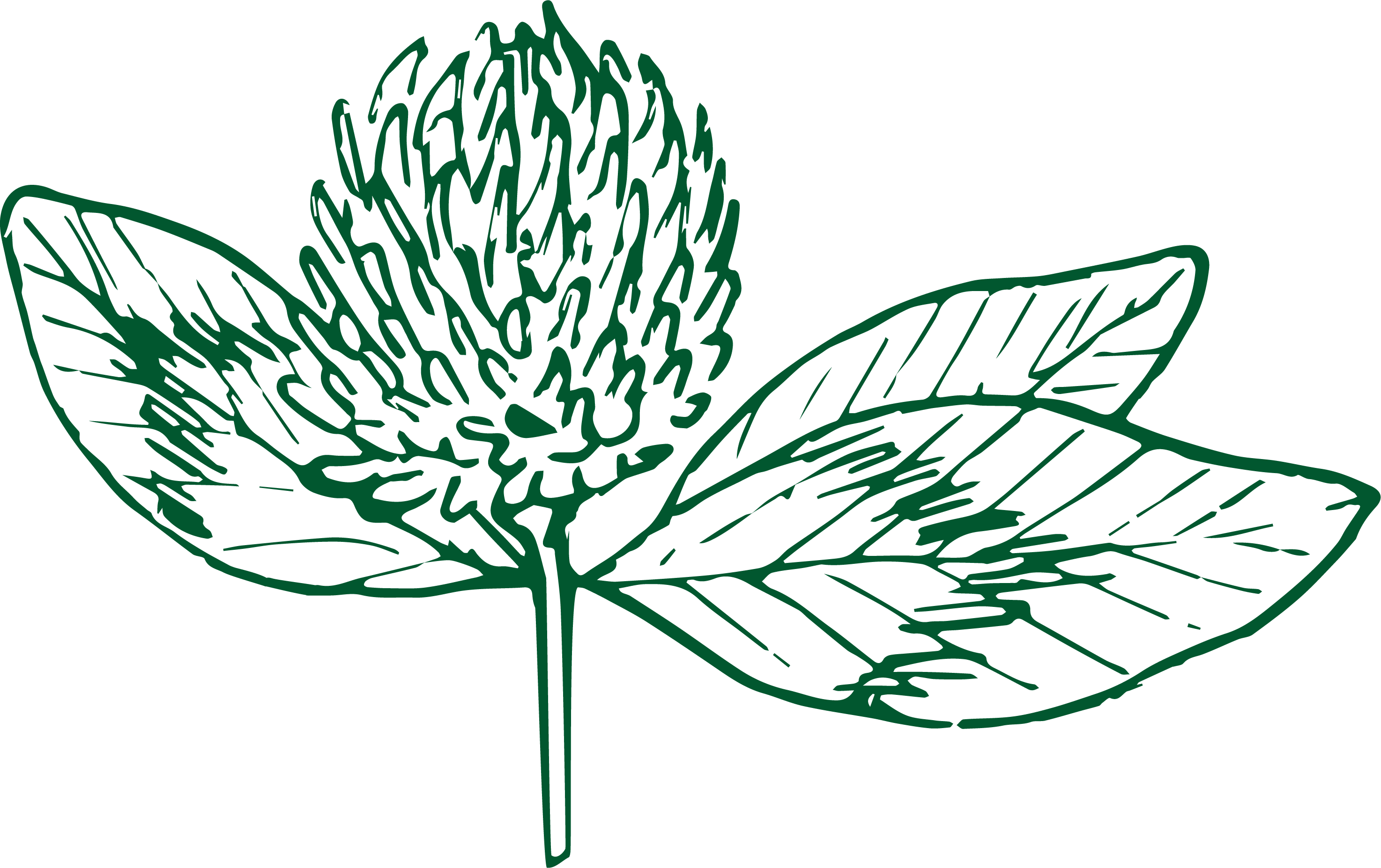 Red Clover illustration