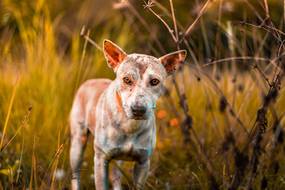 Zecke entfernen beim Hund: So machst du es richtig