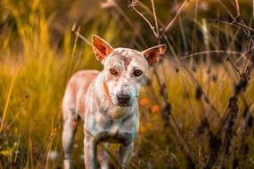 Zecken entfernen beim Hund: So wirst du die Plagegeister sicher los