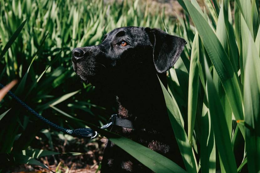schwarzer Hund liegt hinter hohen Gräsern