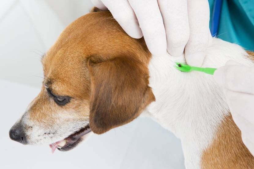 Zecke wird mit Zange aus Hundenacken entfernt