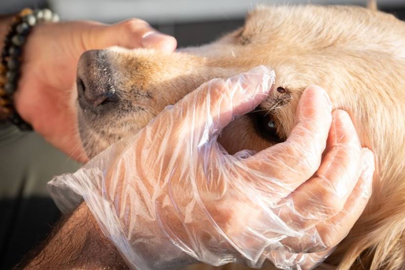 Zecke direkt über Hundeauge
