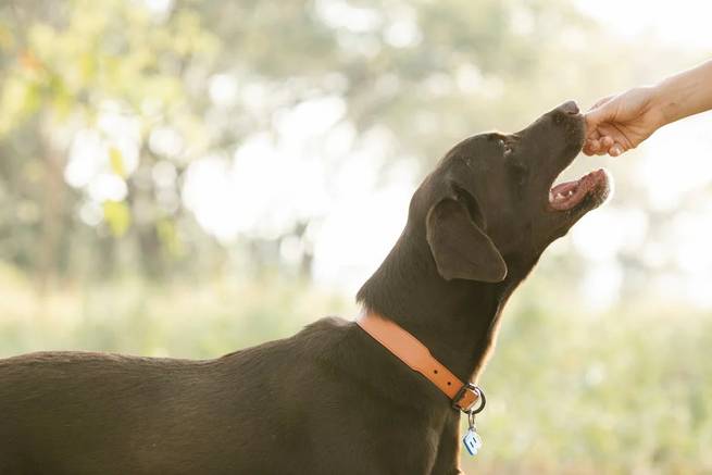 Hund isst eine Kautablette gegen Zecken