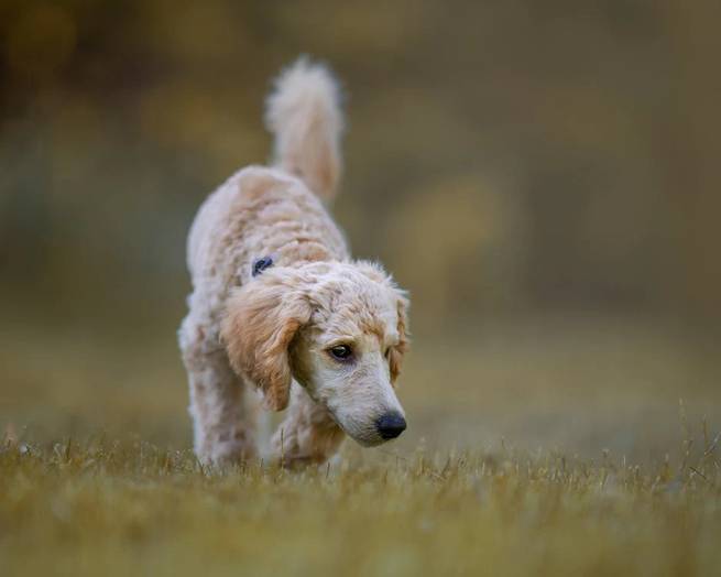 Hund spaziert auf einer Wiese mit Zecken