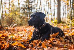 Fellwechsel beim Hund – So unterstützt du deinen Hund in haarigen Zeiten