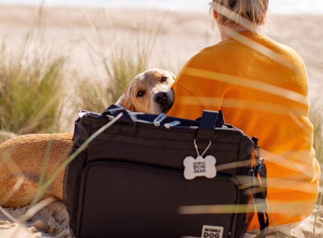 A Guide to Taking a Dog to Europe: Unleash the Fun-Filled Holidays with Your Furry Friend!