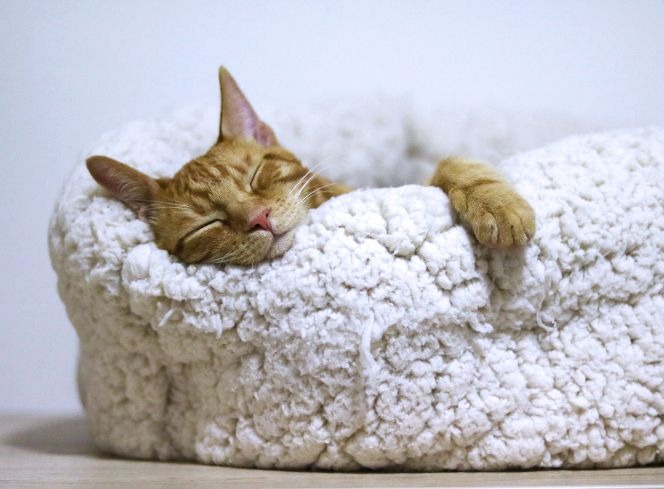 Are Self-Heating Beds Safe for Cats? A Comprehensive Guide to Heated Cat Beds
