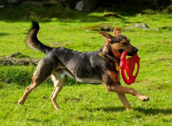 Best Dog Throwing Toys: Elevate Your Fetch Game
