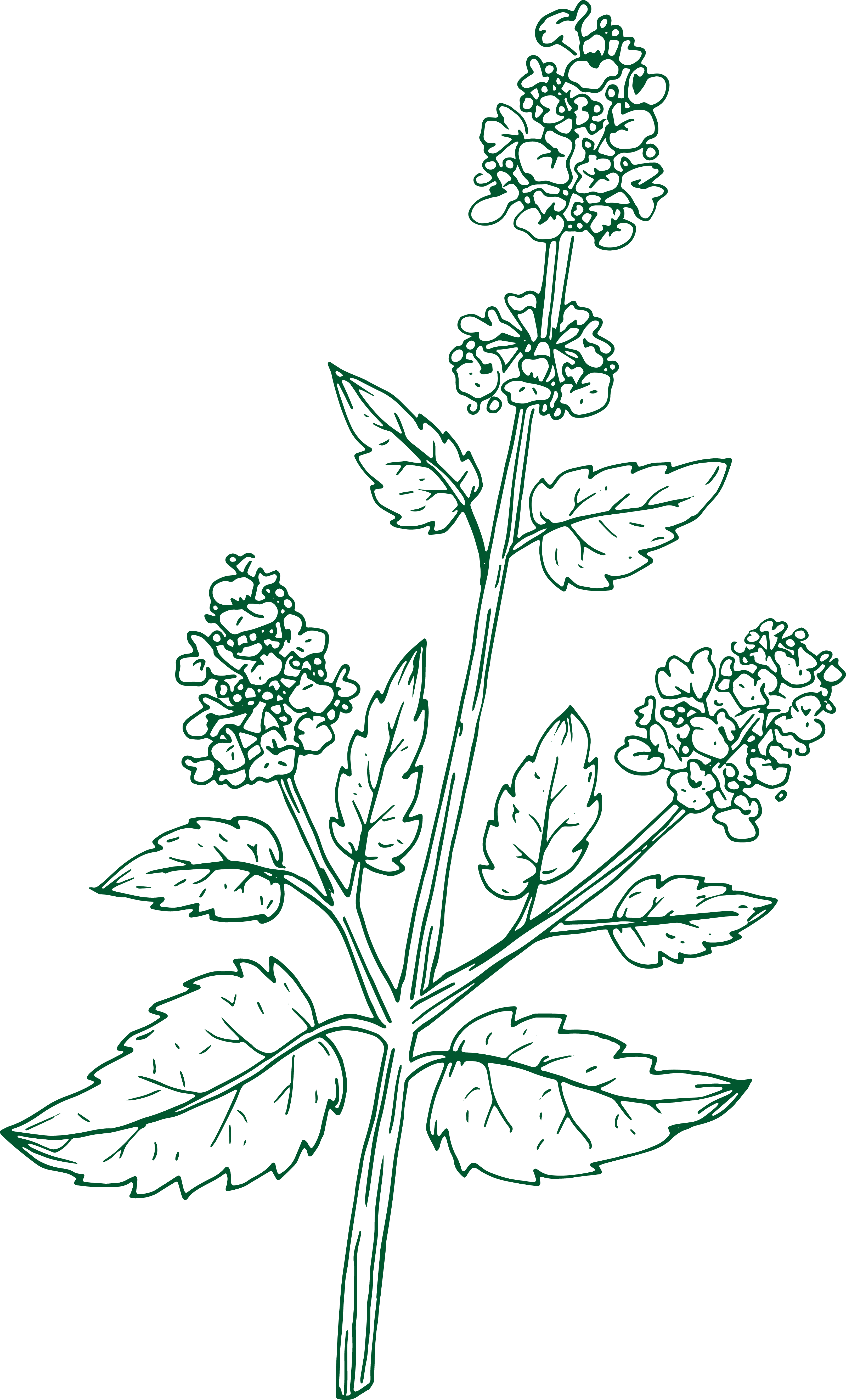 Catnip illustration