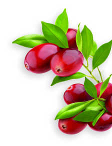 Cranberry herb