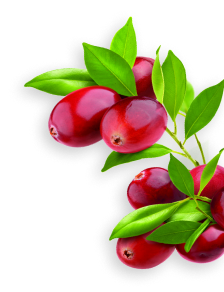 Cranberry herb