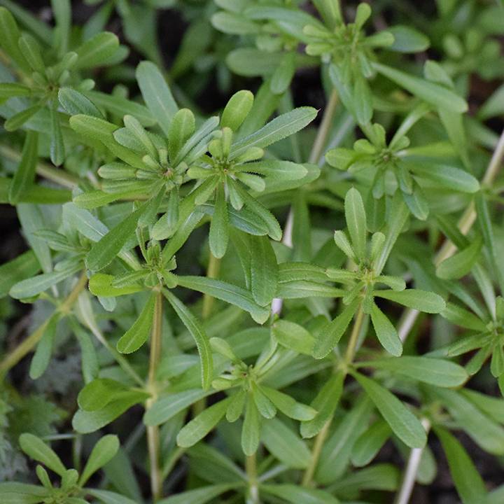 Cleavers | Traditional Medicinals