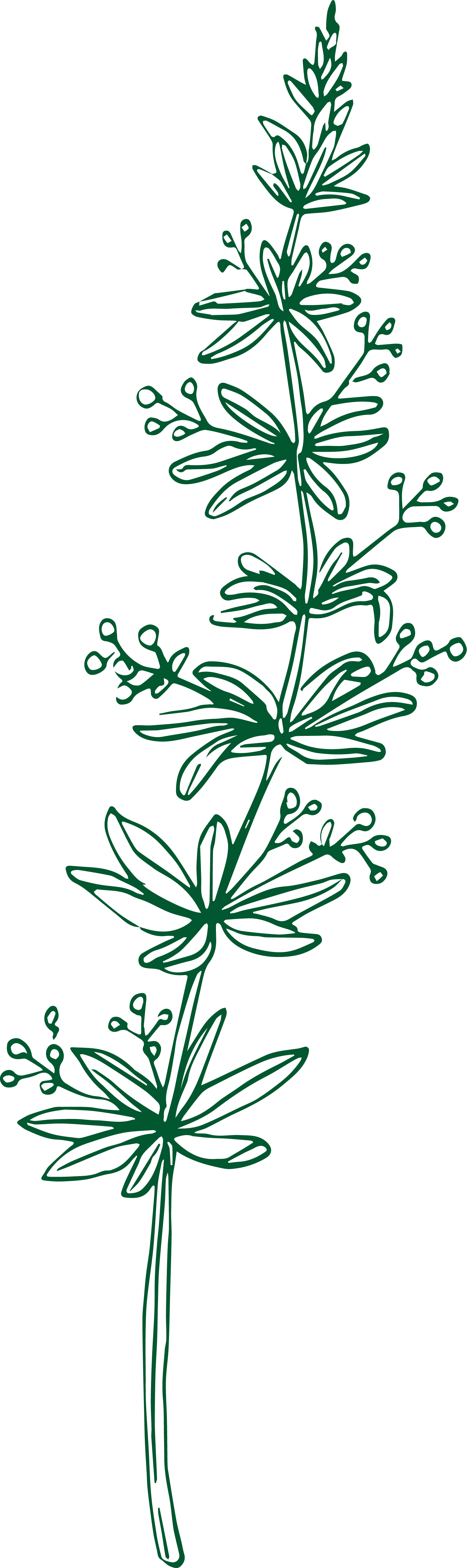 Cleavers illustration